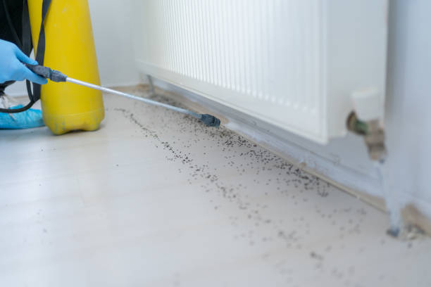 Wasp Removal Services in Garnett, KS
